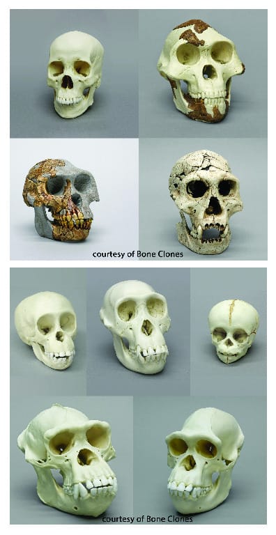 BoneClones® How We Got Here Skull Sets