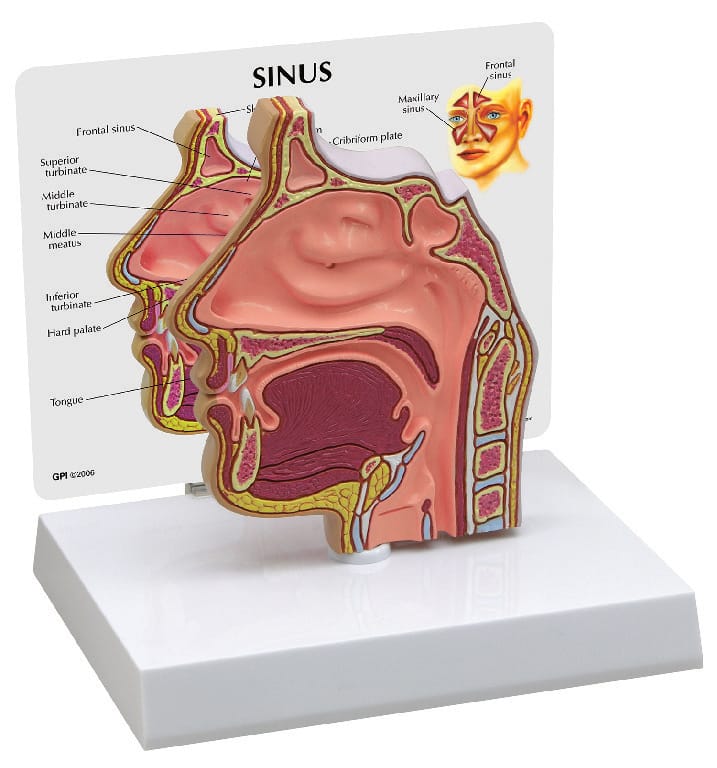 GPI Anatomicals® Basic Sinus Model