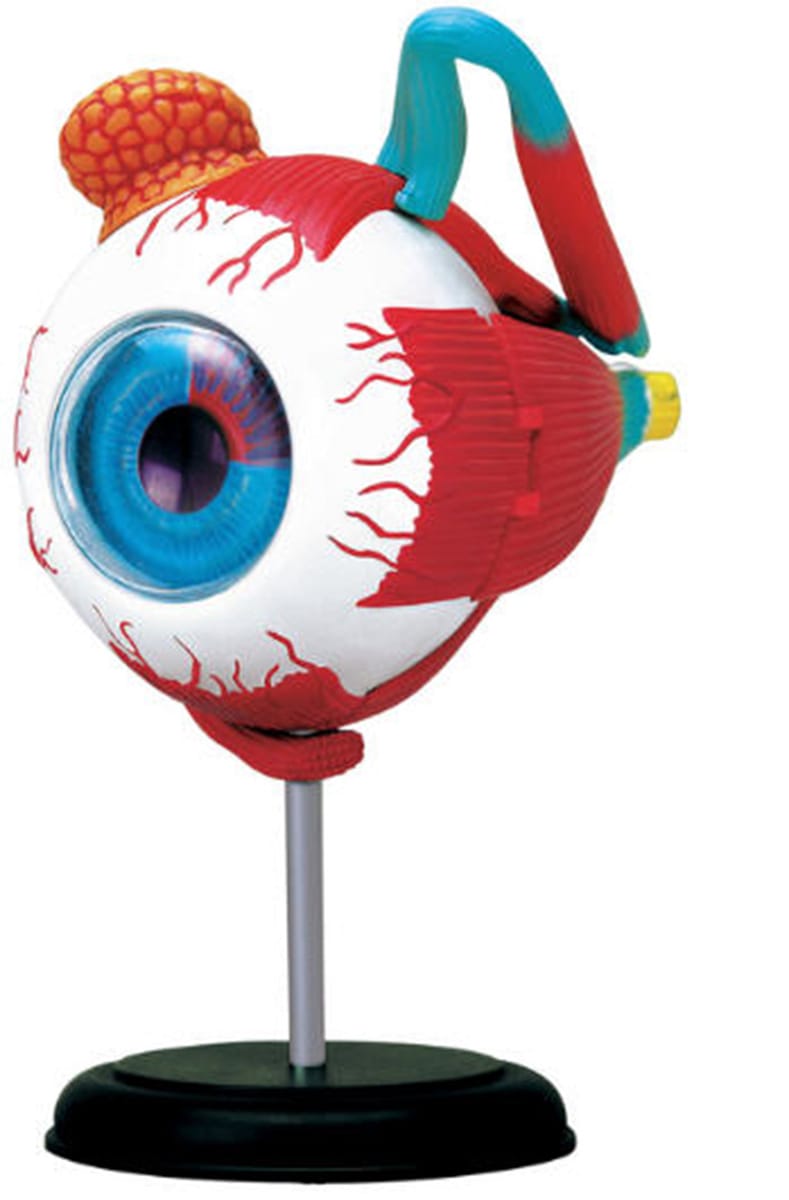 4D Anatomy Models