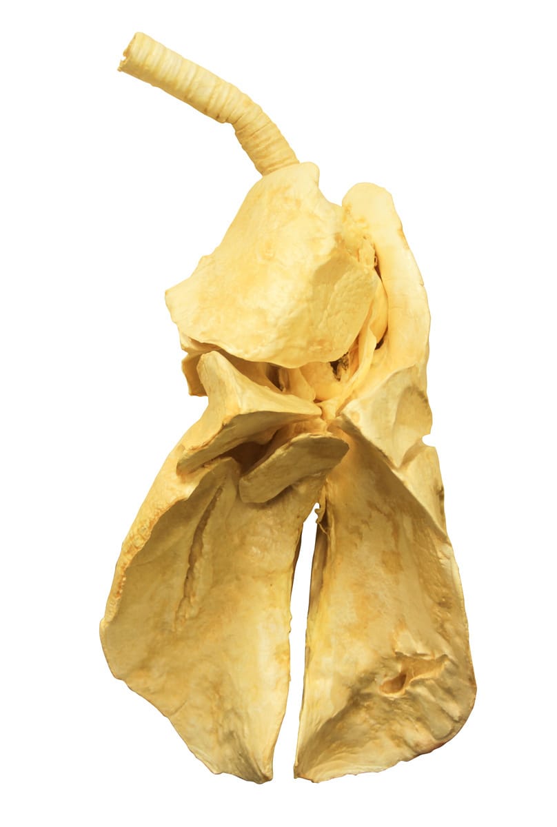 Freeze-Dried Sheep Lungs