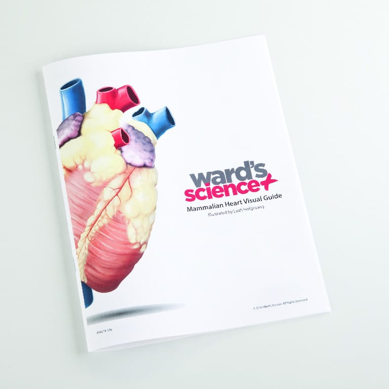 Heart Visual Dissection Guide