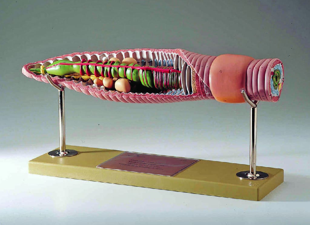 Somso® Earthworm Model