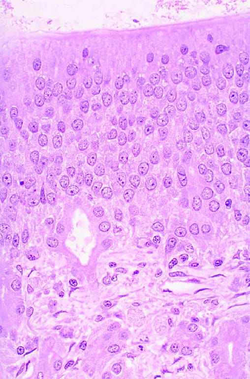 Olfactory Epithelium Slide