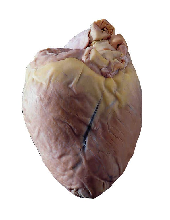 Preserved Pig Hearts