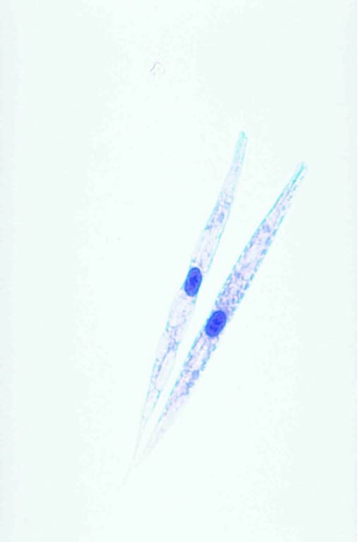Euglena Slide