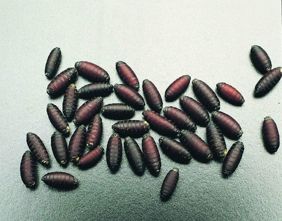 Ward's® Live Sarcophaga Bullata Fly Larvae and Pupae
