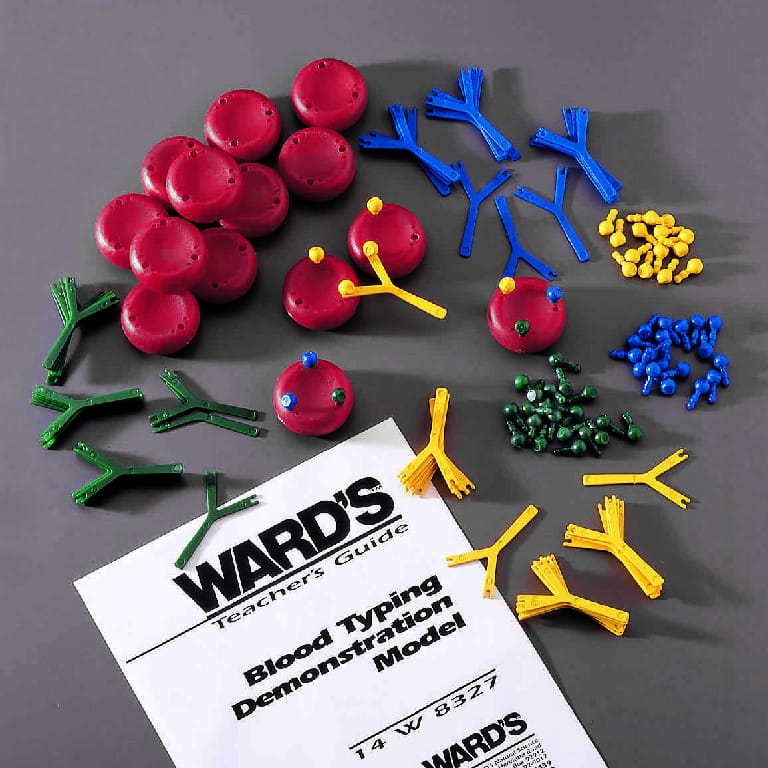 Ward's® Blood Typing Model