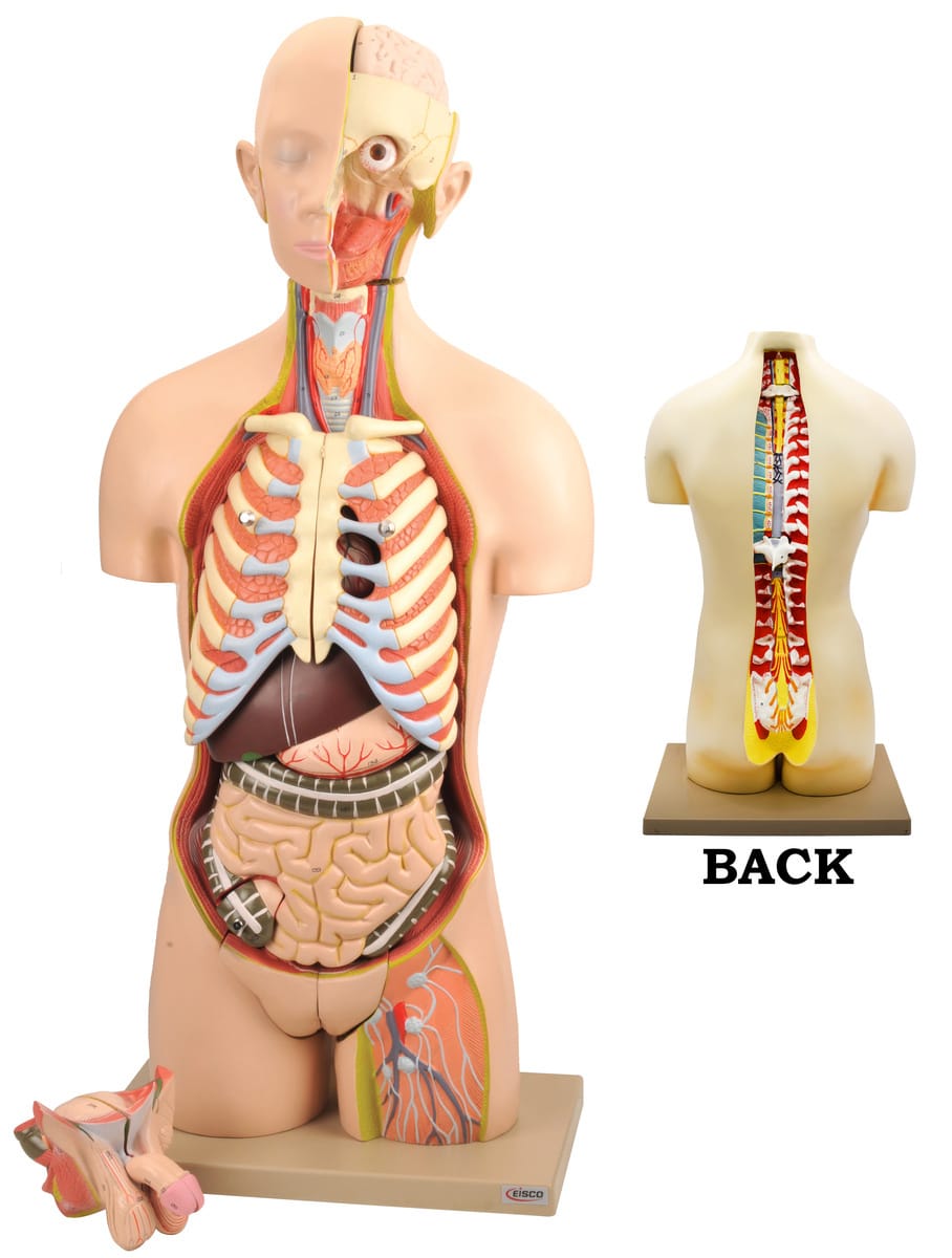 Eisco® Premium Dual Sex Human Torso with Open Back, 28 Parts