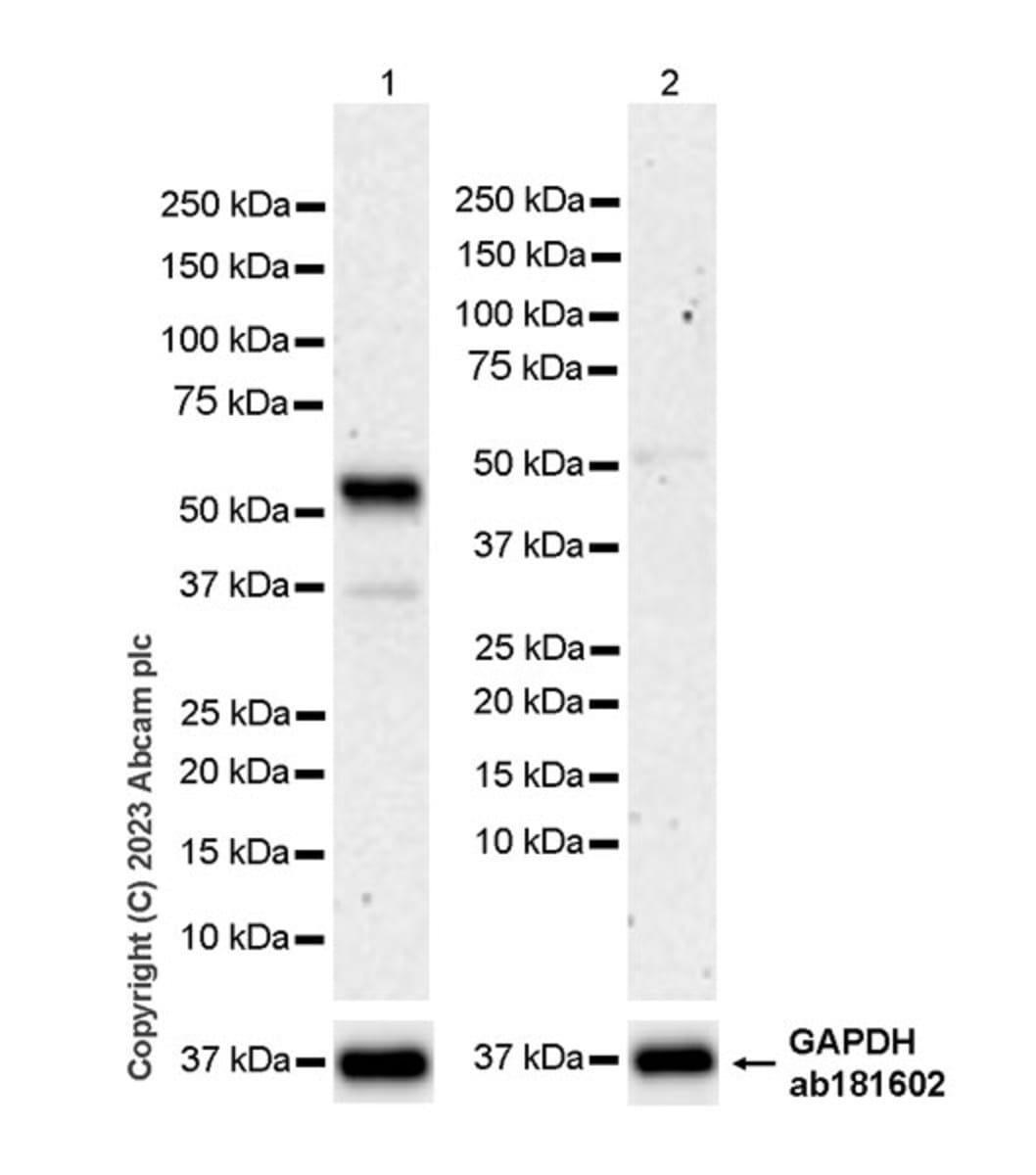 Anti-SYT13 Rabbit Monoclonal Antibody [clone: EPR26923-67] | VWR, part ...