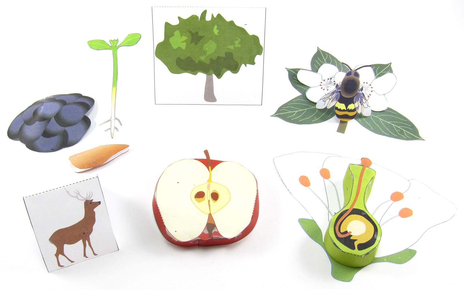 Biology 3D Models