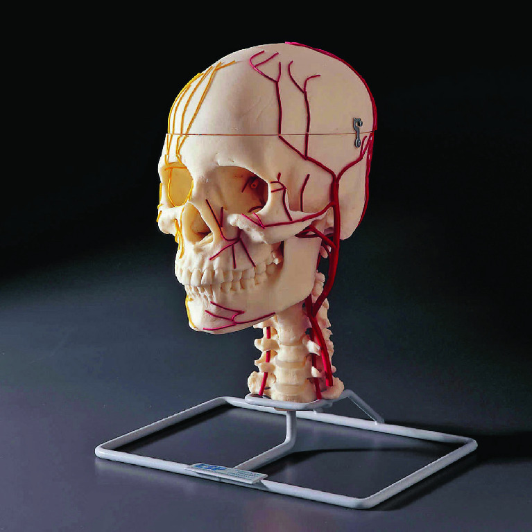 Neuro-Vascular Skull