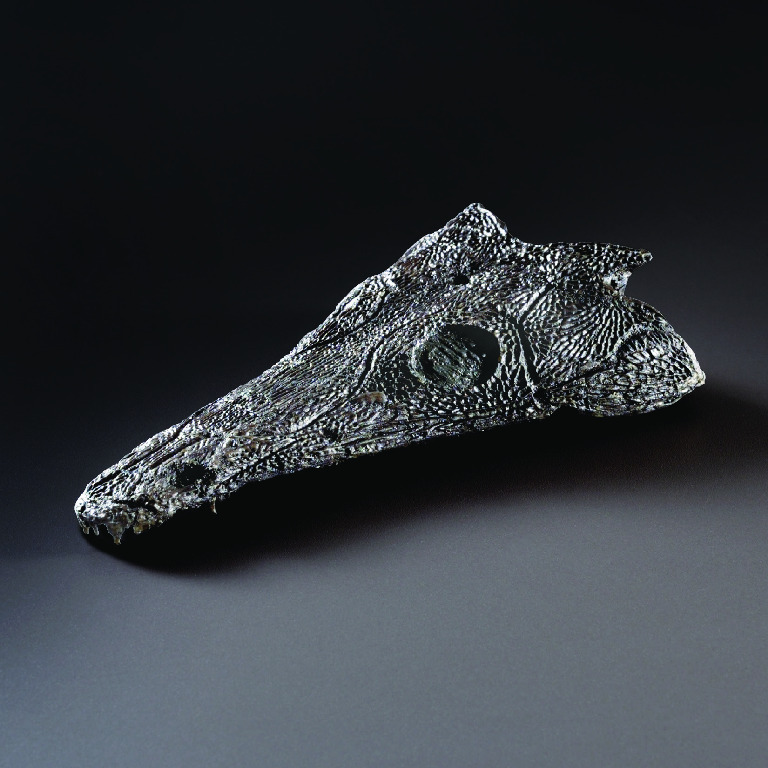 Thoosuchus sp. (Triassic)