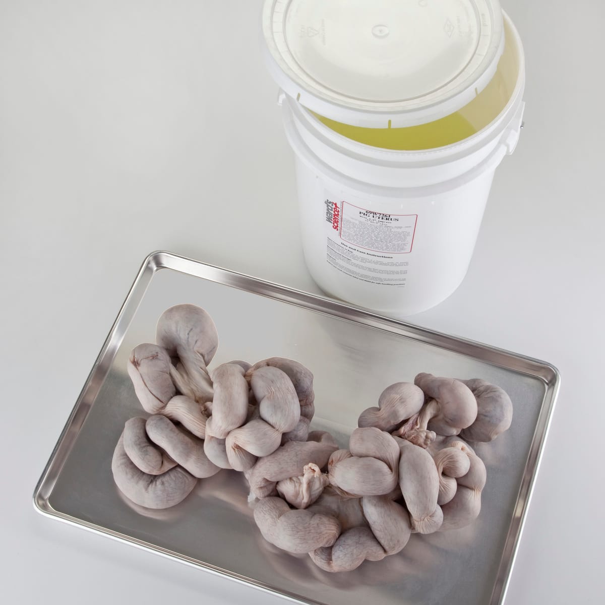 Ward's® Pure Preserved Pregnant Pig Uterus