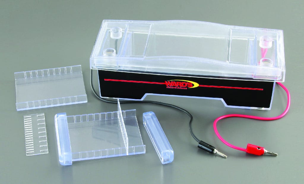 Ward's® Deluxe Electrophoresis Chamber