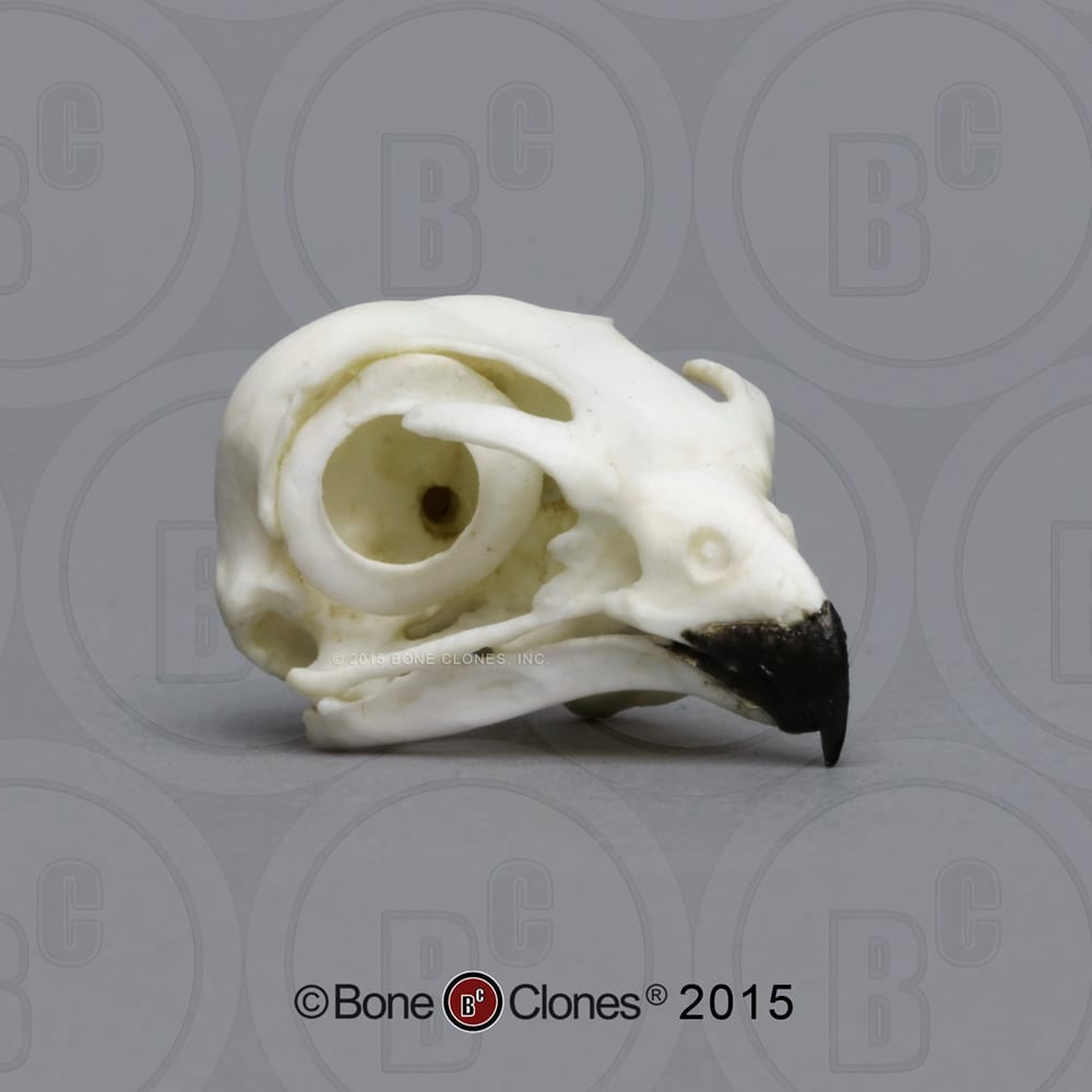 BoneClones® Animal Skulls, Avian
