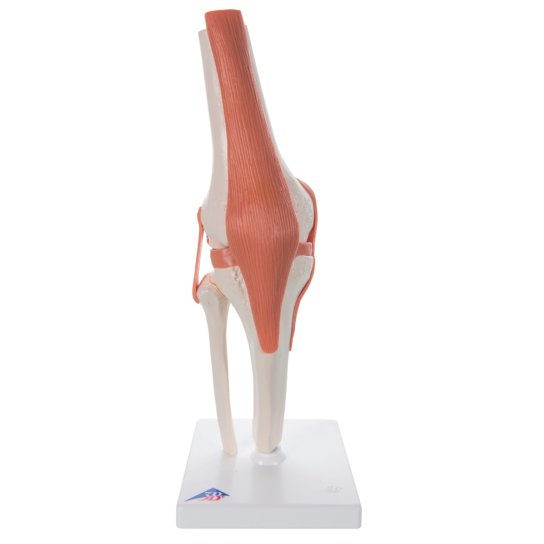 3B Scientific® Functional Joint Models