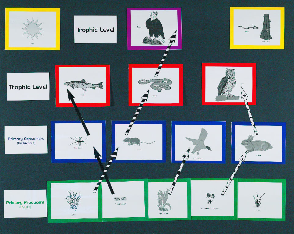 Food Chain & Trophic Levels Magnetic Board Manipulatives