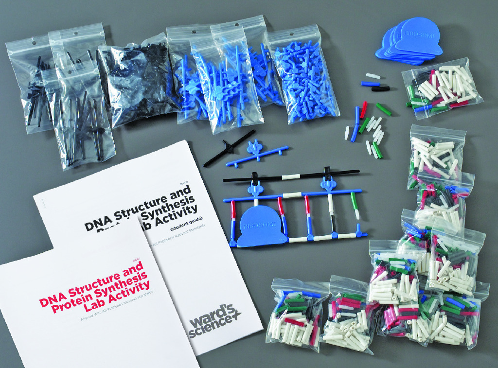 Ward's® DNA Structure And Protein Synthesis Kit