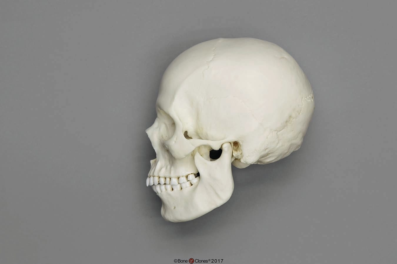 BoneClones® Regional Human Skulls