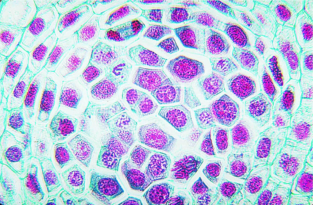 Lily, Sporogenous Tissue