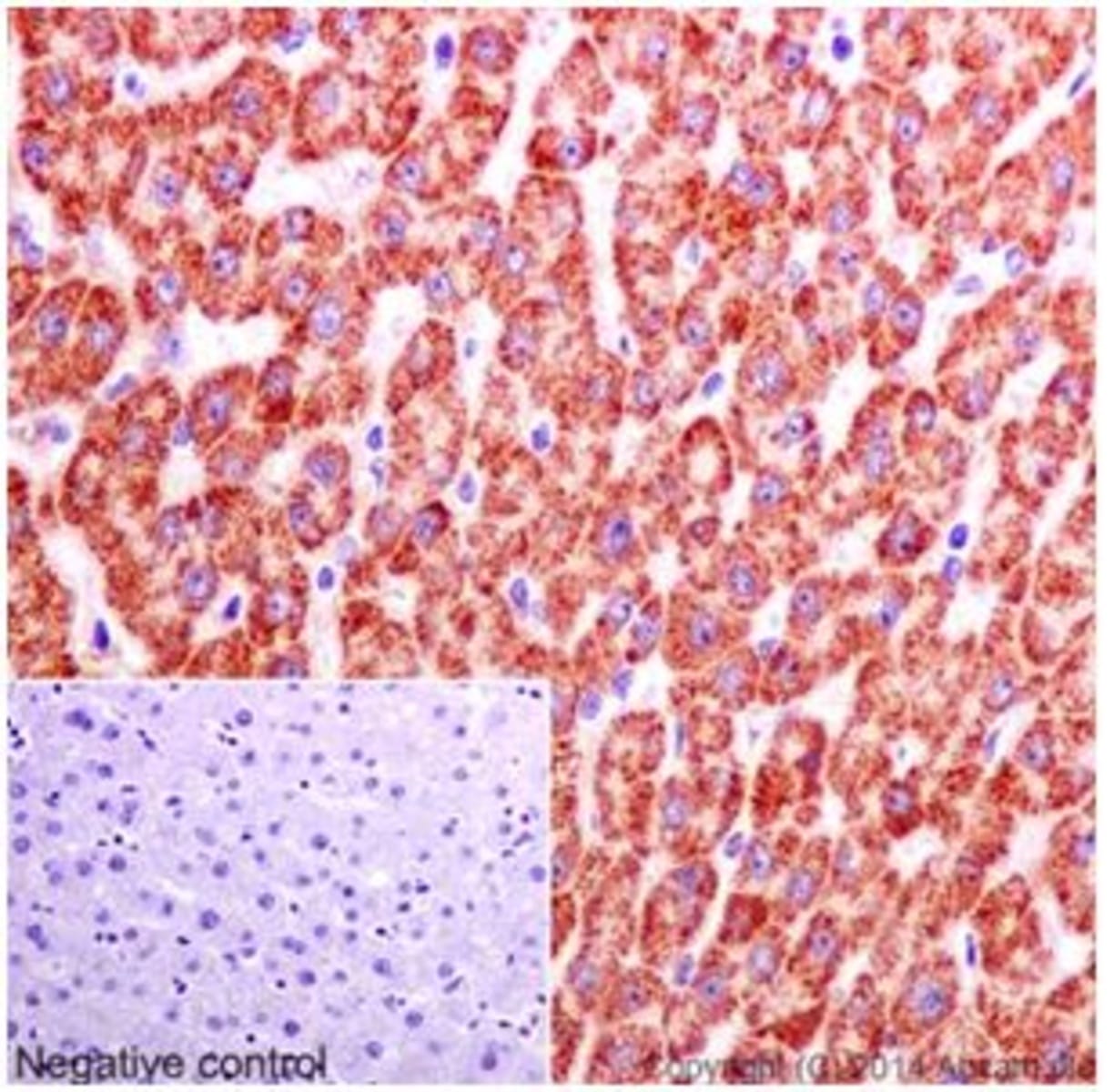 Anti-HMGCL Rabbit Monoclonal Antibody [clone: EPR15551] | VWR, part of ...