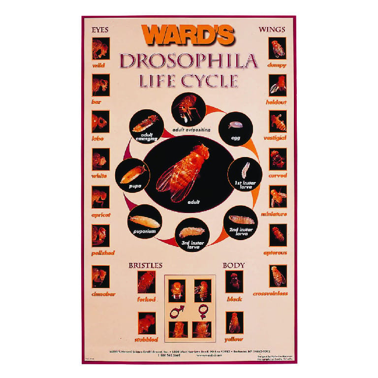 Ward's® Drosophila Life Cycle Poster