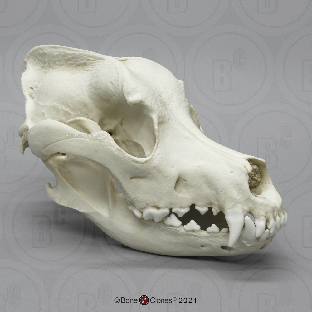 Bone Clones® Great Dane Skull