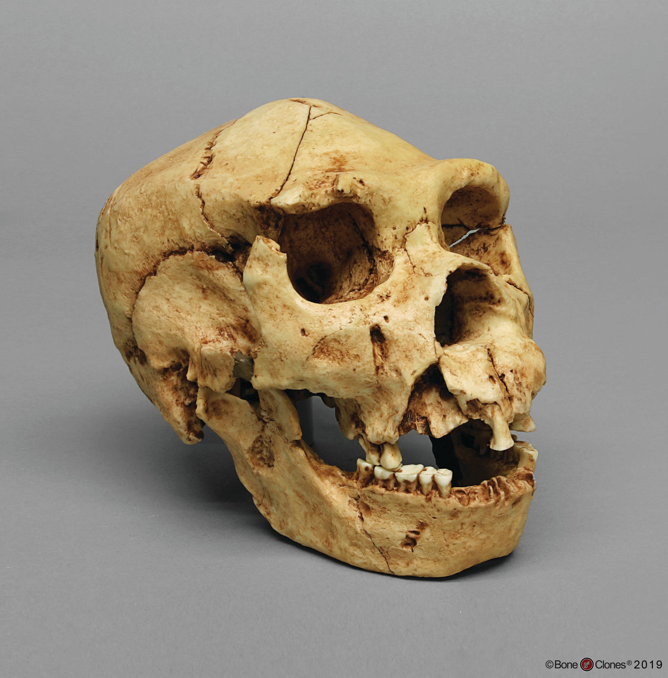 Bone Clones® Homo heidelbergensis Skull Atapuerca 5
