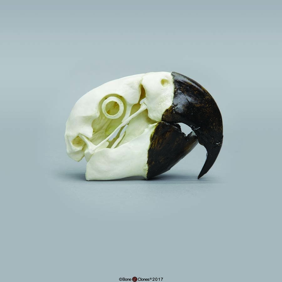 BoneClones® Animal Skulls, Avian