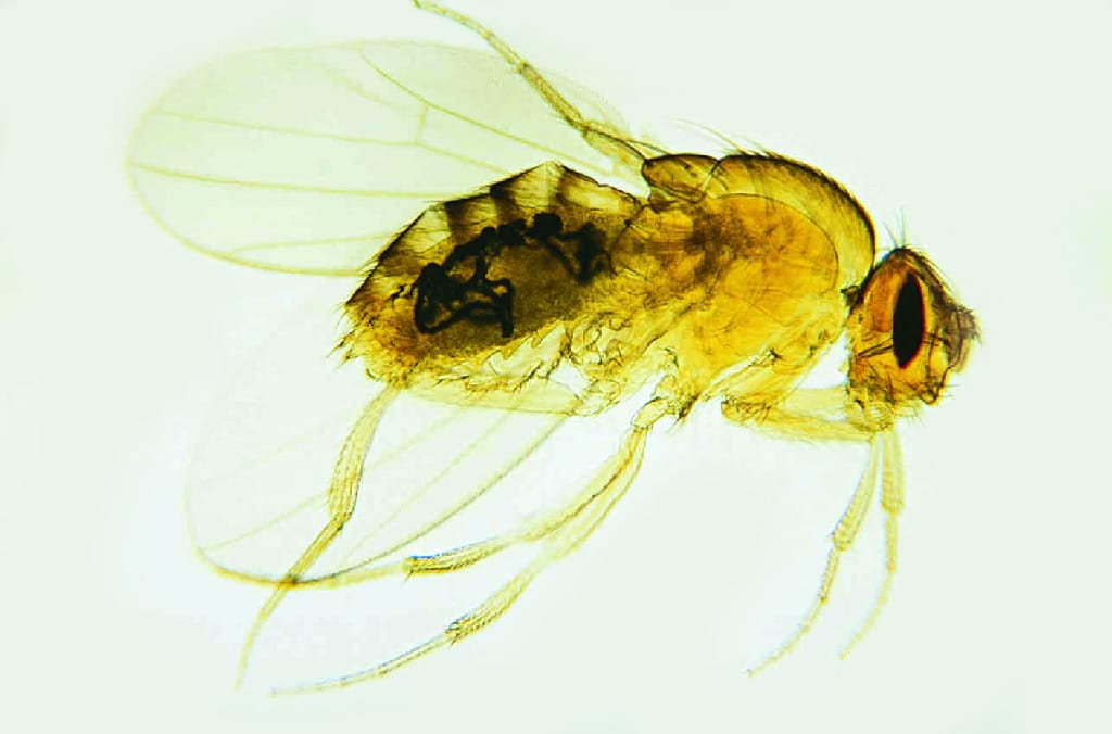Bar Eyes, Mutant Drosophila Slide