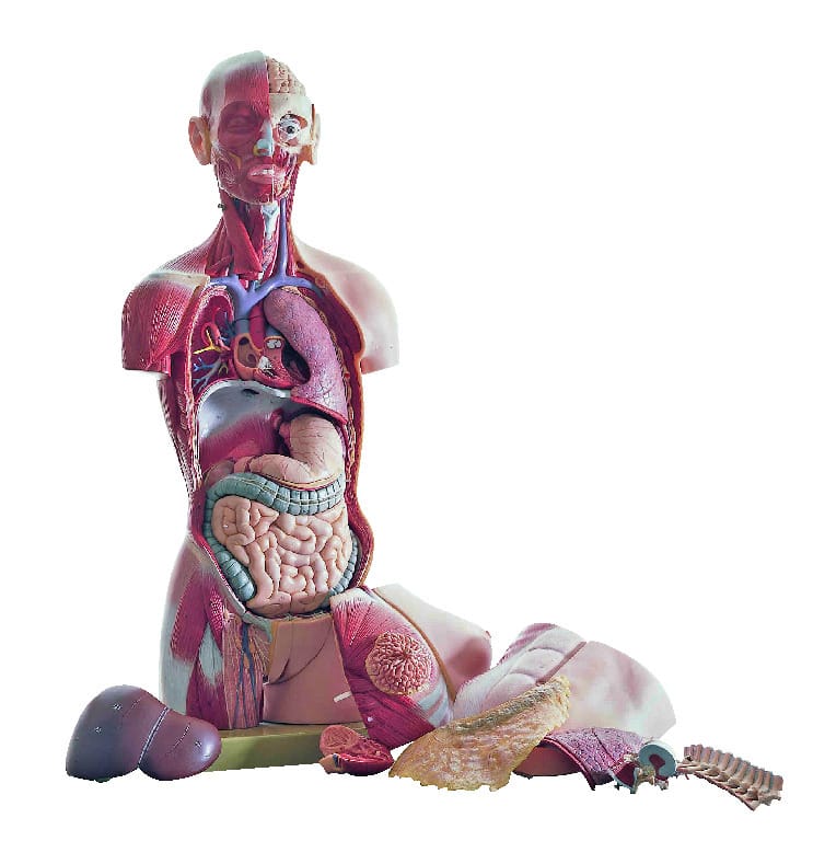 Somso® Medical Muscular Open-Back Torso Model