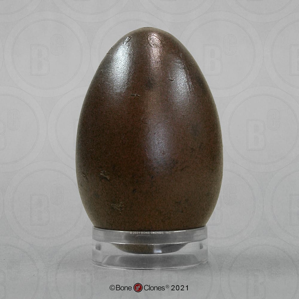 Bone Clones® North American Bird Eggs