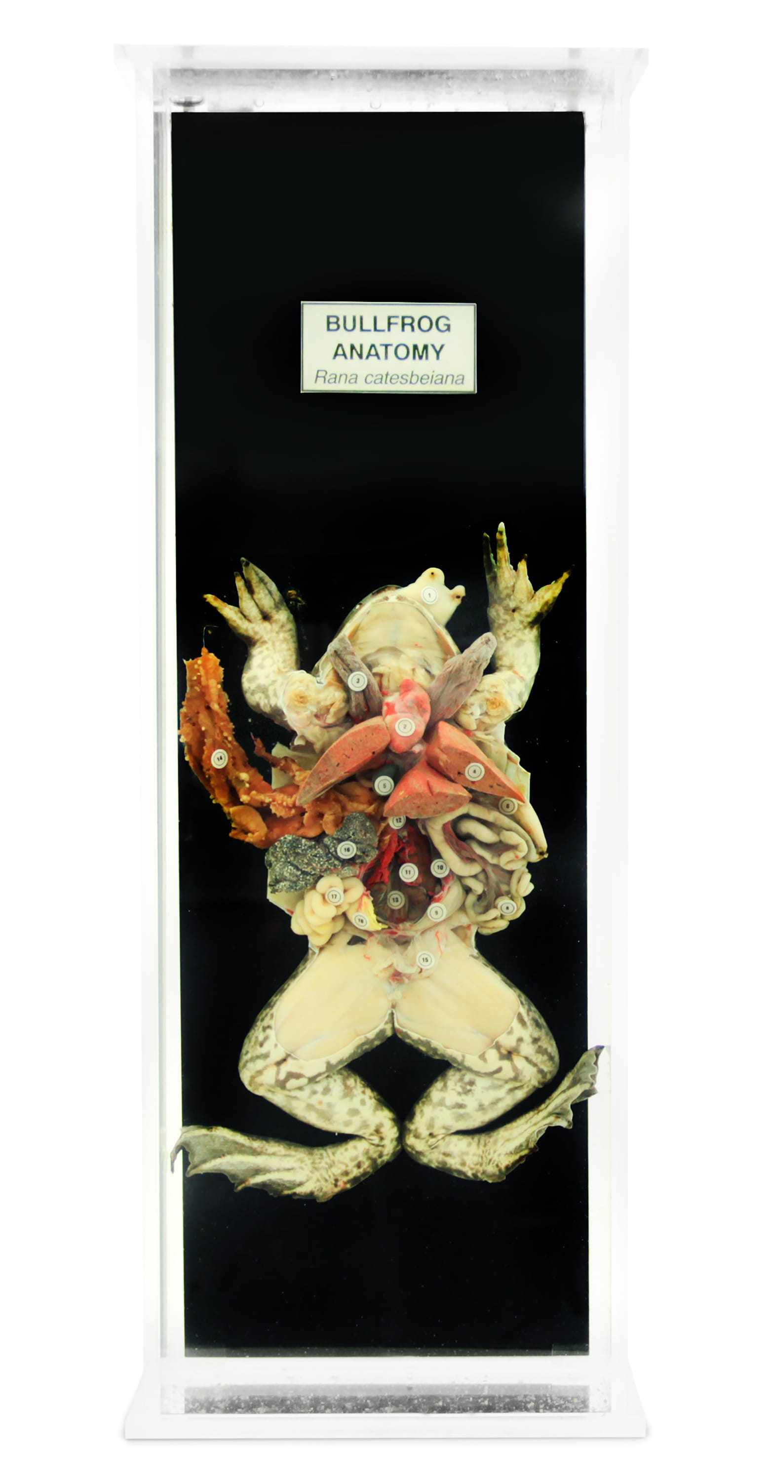 Ward's® Bullfrog Anatomy Museum Mount