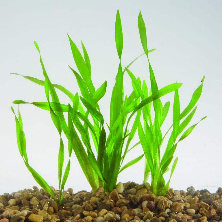Corkscrew Vallisneria