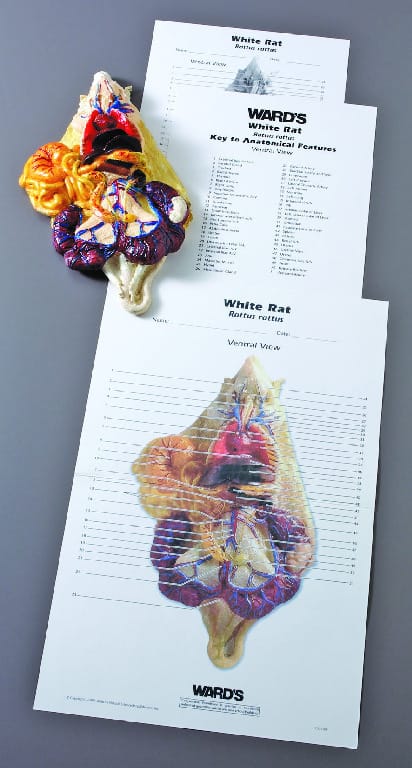 Ward's® Rat Model