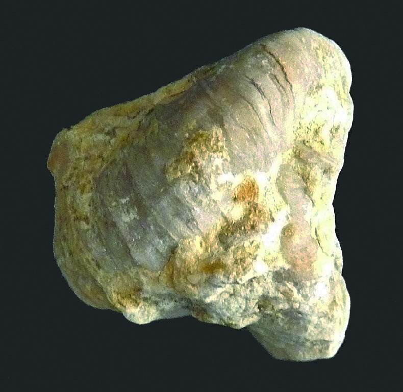 Gryphaea sp. (Cretaceous)
