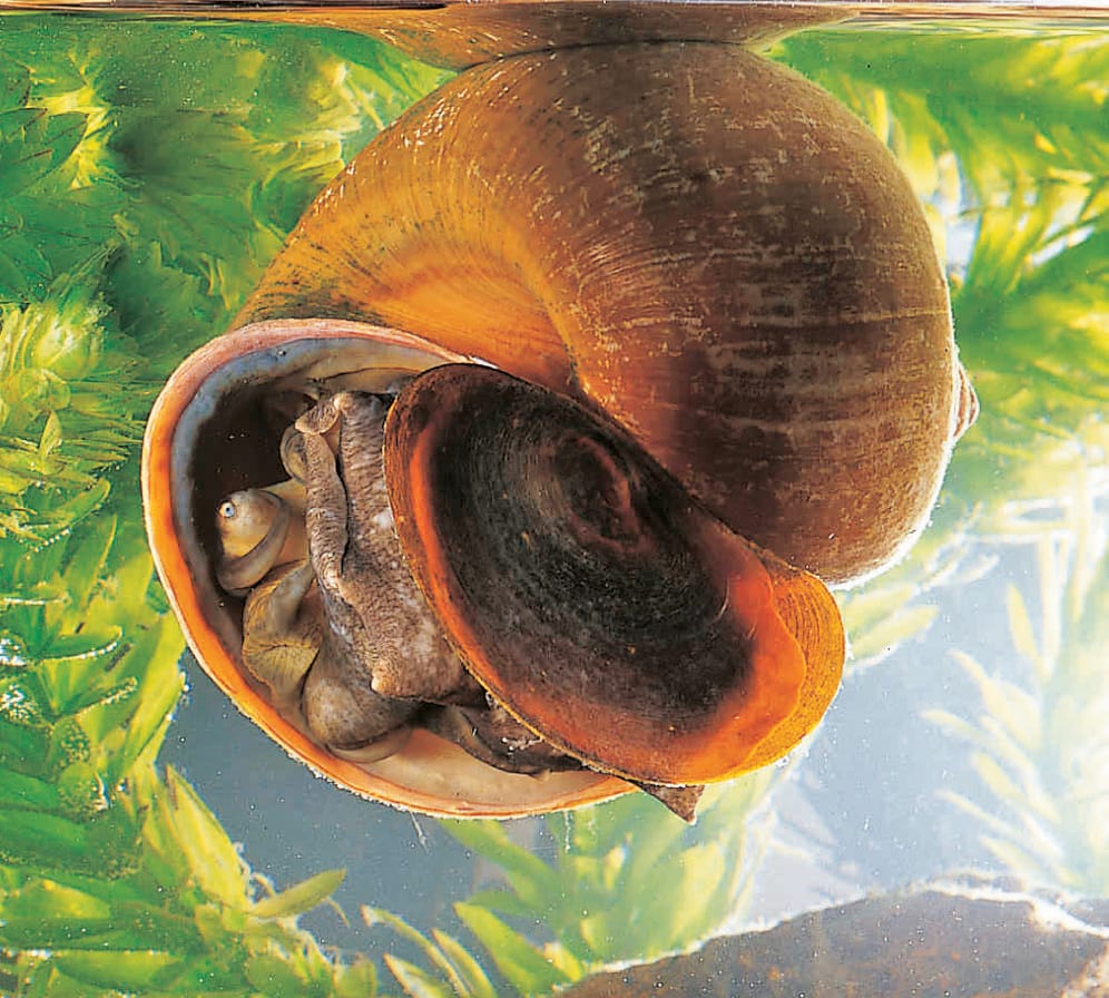 Ward's® Live Pond Snails: Pack of 12