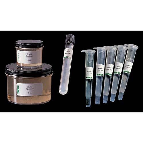 Ward's® Live Arcella Culture
