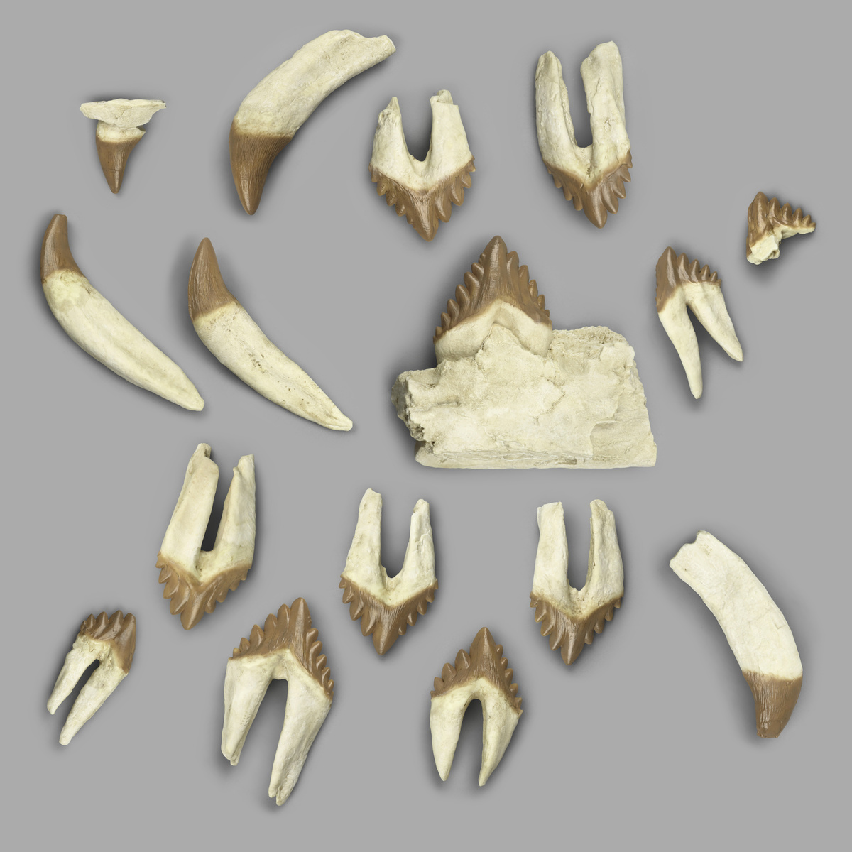 Bone Clones® Basilosaurus Fossil Whale Teeth Replica Set
