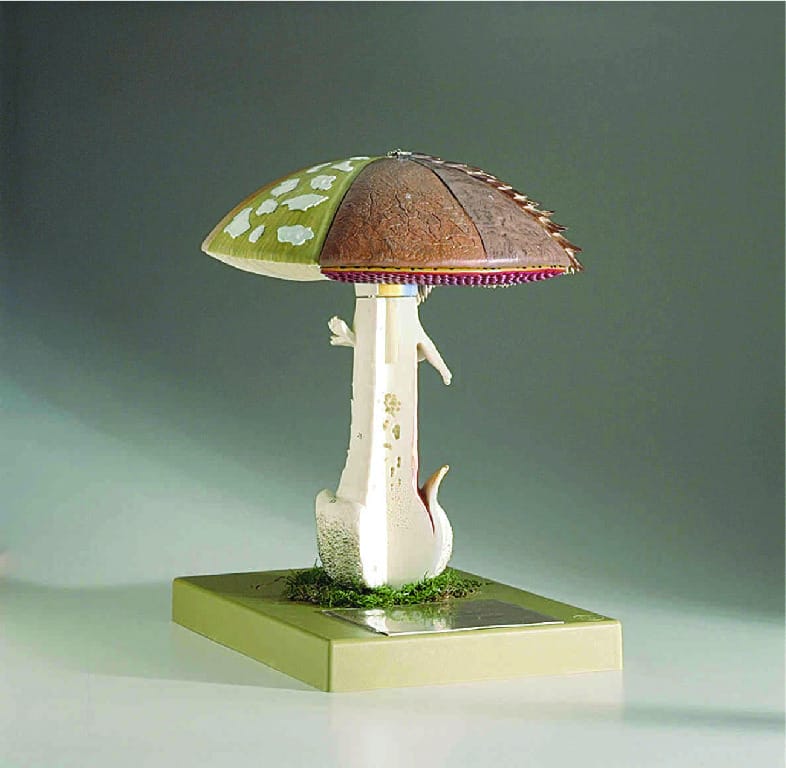 Somso® Mushroom Model