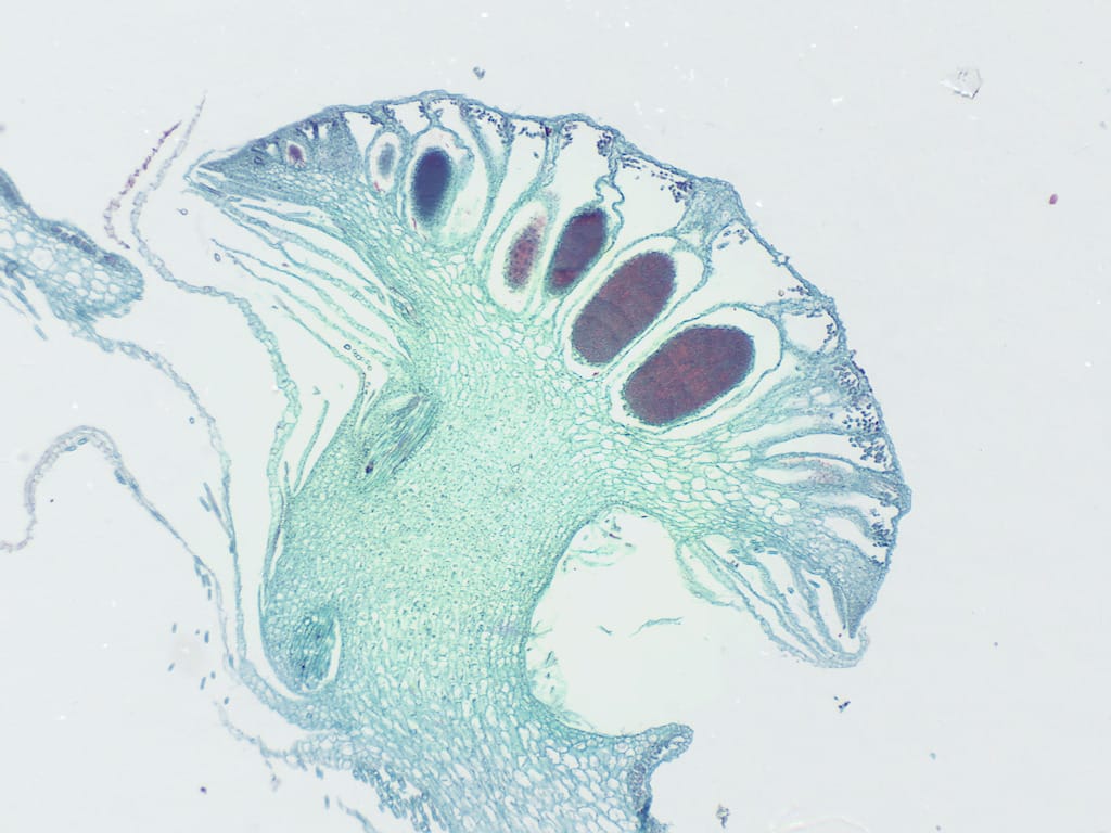 Ward's® Liverwort (Marchantia) Slides