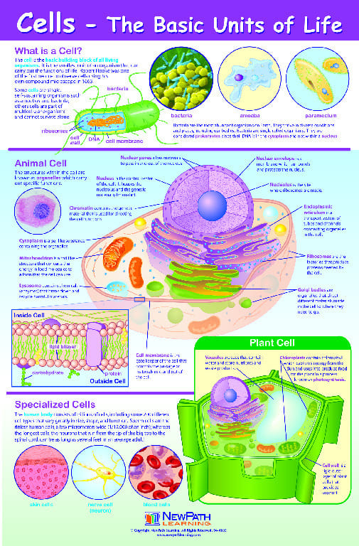 Curriculum Mastery Posters