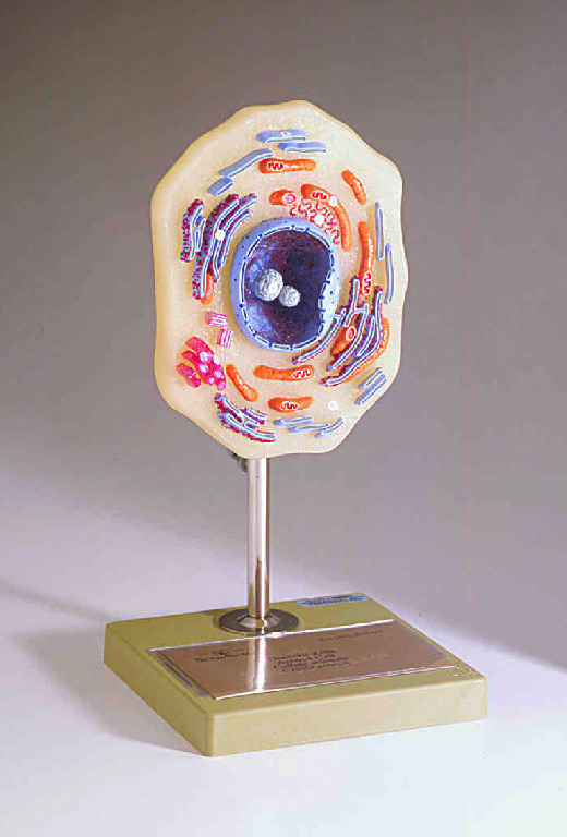 Somso® Animal Cell Model