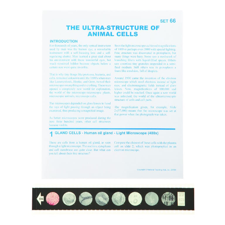 The Ultrastructure of Animal Cells Microslide