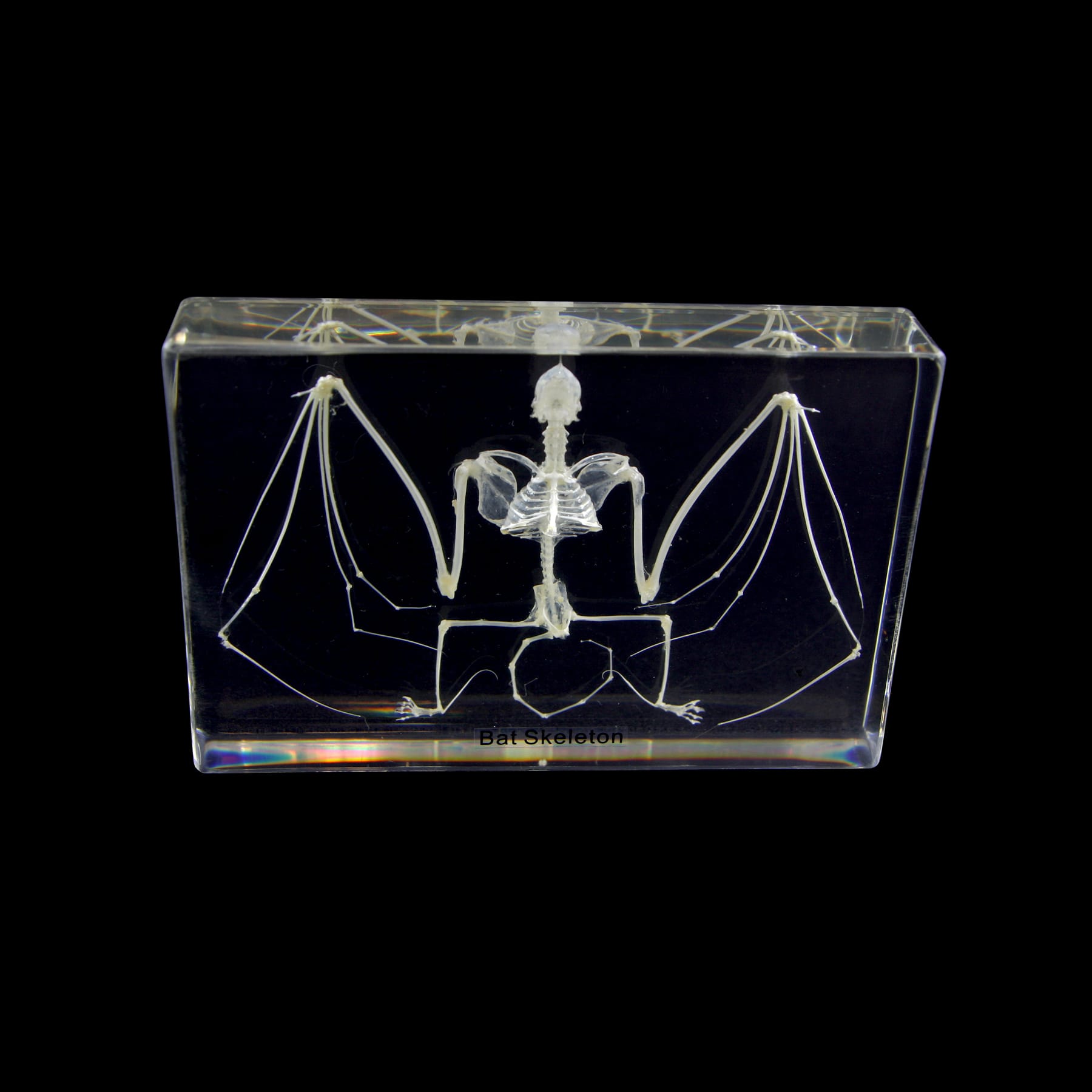 Bat Skeleton Plastomount