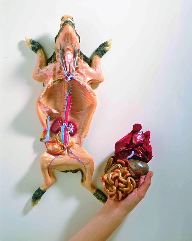Ward's® Fetal Pig Model