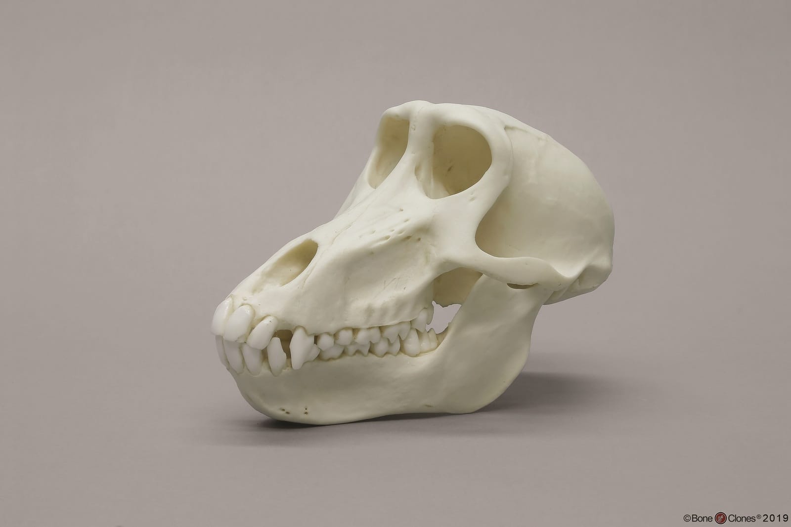 BoneClones® Animal Skulls, Primates