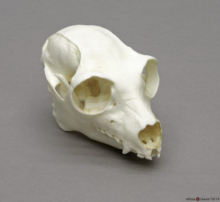 BoneClones® Animal Skulls, Primates