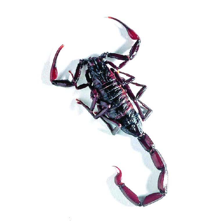Scorpion