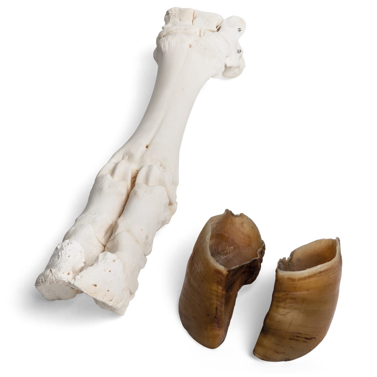 Cow Foot